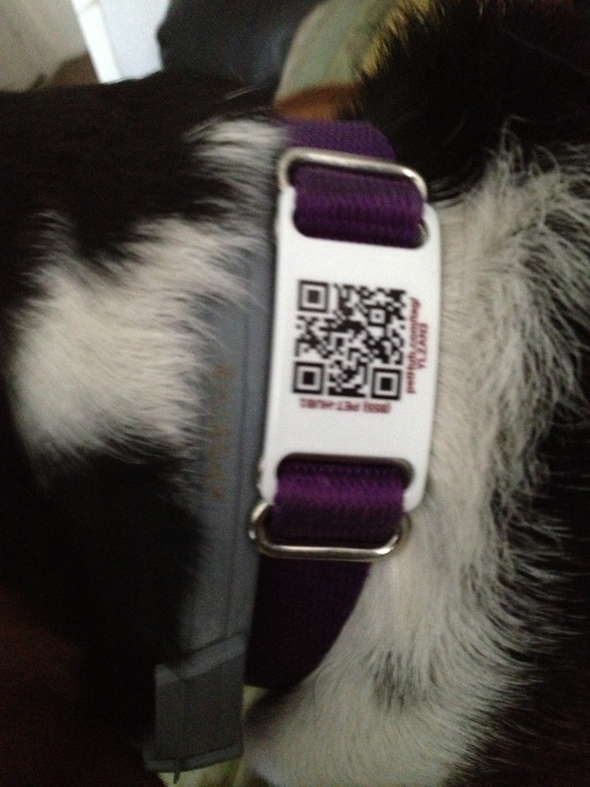 Life With Beagle REVIEW and Coupon Scrufftag QR collars from